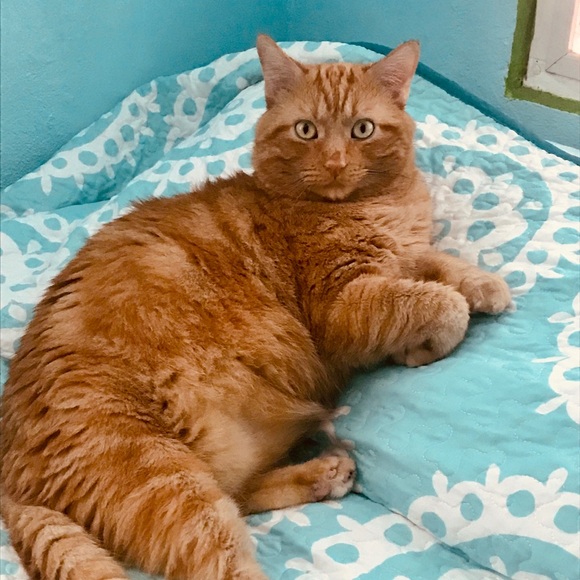 Meet your Posher, Whitney - Picture 6 of 8